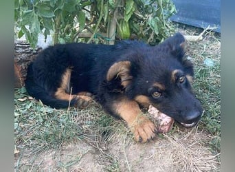 SULTAN das Hundkind wurde zurück gelassen