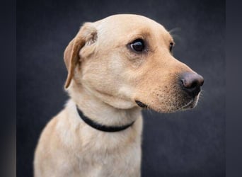 MONTY süßer Hundejunge