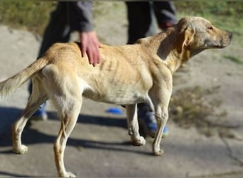 BAK schwebt in großer Gefahr