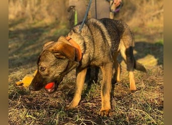 SOFIA irrte verzweifelt umher