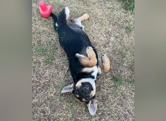 TEO der kleine Mann möchte sein ❤️ verschenken