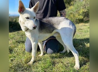 SVEN ist ein fröhlicher Jungspund