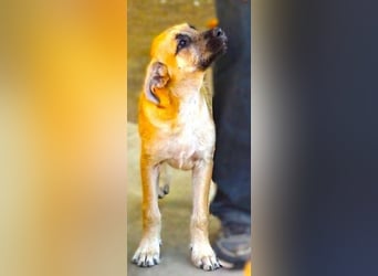 BEA ist eine bezaubernde Junghündin