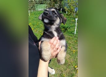 LUCAS kleiner Hundejunge auf der Suche nach dem großen Glück