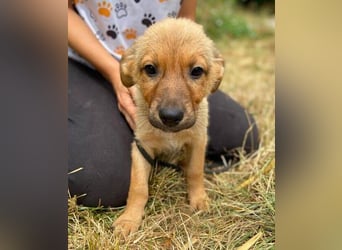 KYRA -das Hundebaby wurde "weggeworfen "