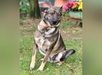 CHRISS ist ein bildhübsche Hundejunge