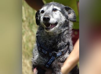 LOLA  ist ein liebe, ruhige Hundedame