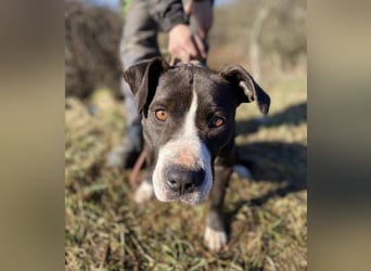 TORI hat einen Herzenswunsch  -ein Zuhause