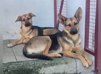 KIARA zittert um ihr junges Leben