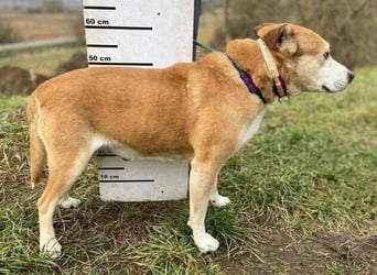 JACK ist eine Seele von Hund