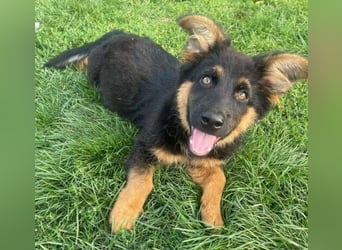 SULTAN das Hundkind wurde zurück gelassen