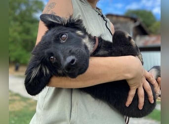 NIKKI das Hundkind wurde ausgesetzt