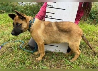 XARO süßer Hundejung sucht sein Zuhause