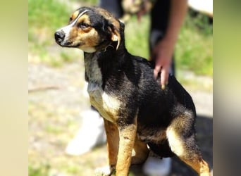 BILBO wurde herzlos in die Tötung gebracht