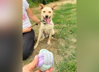 SHELDON ,verspielter , freundlicher Hundejunge