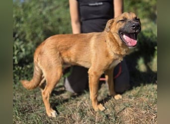 ARAMIS der Hundejunge irrte verloren umher