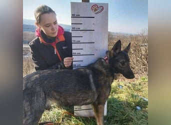 ZOYA wartet sehnsüchtig auf ein liebevolles Zuhause
