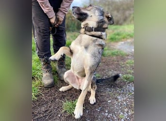 BRENDA ist eine zarte, liebevolle Hündin