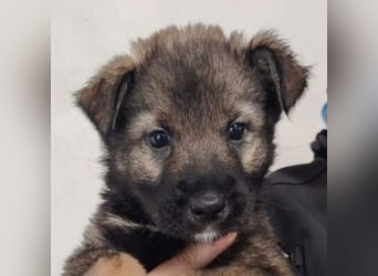 WINKY der Welpenjunge wurde herzlos ausgesetzt