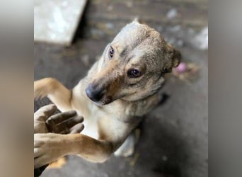 BRENDA ist eine zarte, liebevolle Hündin