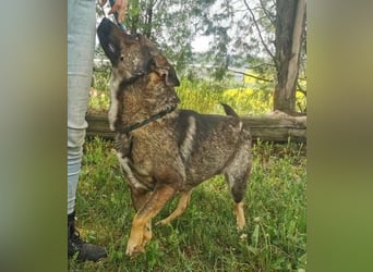 CHRISS ist ein bildhübsche Hundejunge