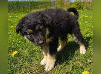 Laura ist ein süßes Hundemädchen