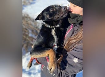 NERO ist eine Seele von Hund