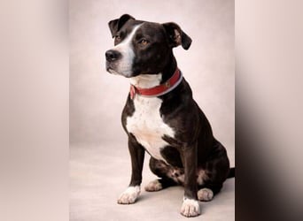 TORI hat einen Herzenswunsch  -ein Zuhause