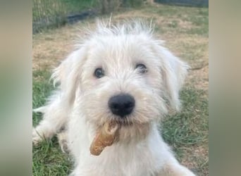 ELVIS der Hundejunge hätte so gern eine Familie