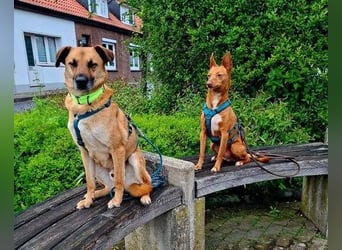 ROXY ist ein super Begleiter
