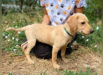 SAMSON