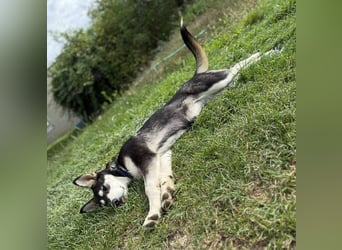 KEZIA , süßes HuskyMix Mädchen