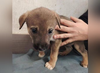 TINA das Hundebaby wurde ausgesetzt