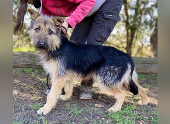 GASTON liebt Menschen über alles