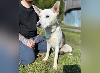 SVEN ist ein fröhlicher Jungspund