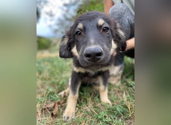 LORI das arme Hundekind wurde im Stich gelassen