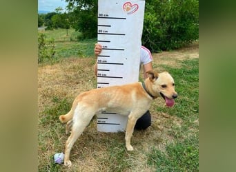 SHELDON ,verspielter , freundlicher Hundejunge