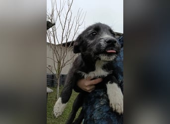 LUNA 2 ist ein süßes Hundemädchen