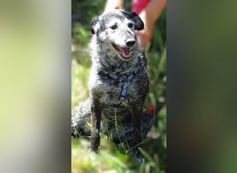 LOLA  ist ein liebe, ruhige Hundedame