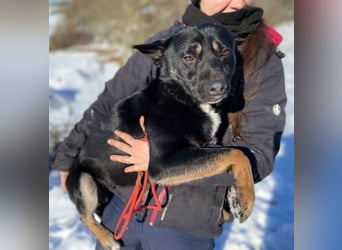 NERO ist eine Seele von Hund