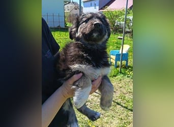 Laura ist ein süßes Hundemädchen