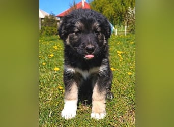 Laura ist ein süßes Hundemädchen