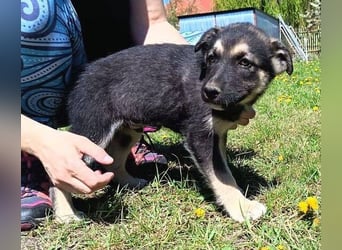 LUCAS kleiner Hundejunge auf der Suche nach dem großen Glück