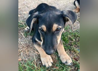 TEO der kleine Mann möchte sein ❤️ verschenken