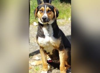BILBO wurde herzlos in die Tötung gebracht