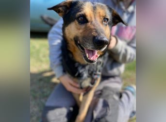 ALFA sehnt sich so nach einer Familie