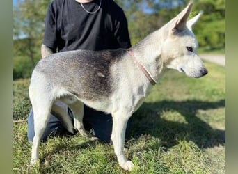SVEN ist ein fröhlicher Jungspund