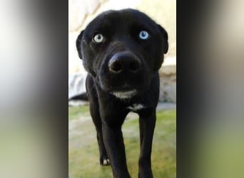 PEPE 2 Wer bringt seine Augen zum Strahlen?