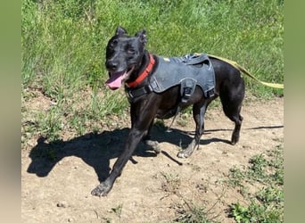 MOLLY ist eine Traumhündin,  schön und lieb