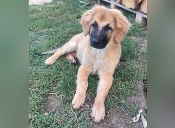 BARON -das Hundekind wurde weggeworfen 